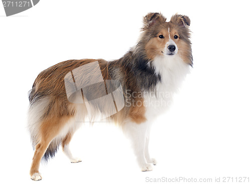 Image of shetland dog