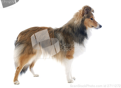 Image of shetland dog