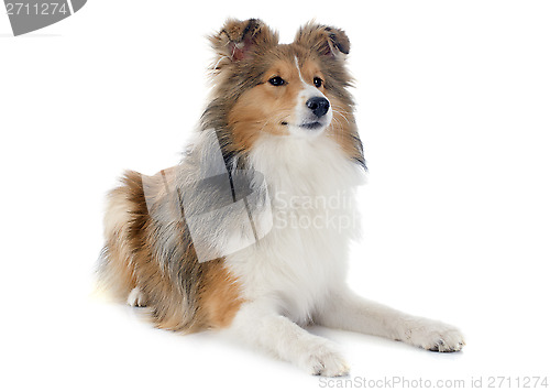 Image of shetland dog