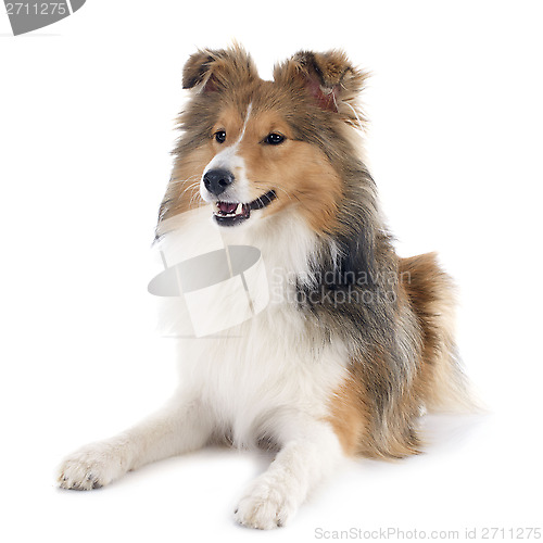 Image of shetland dog