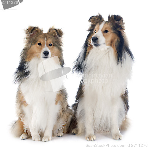 Image of shetland dogs