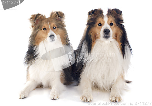 Image of shetland dogs