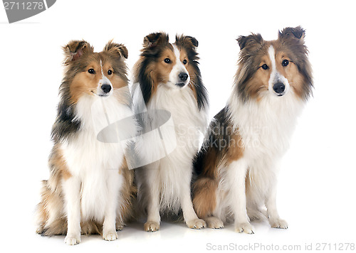 Image of shetland dogs