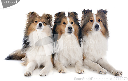 Image of shetland dogs