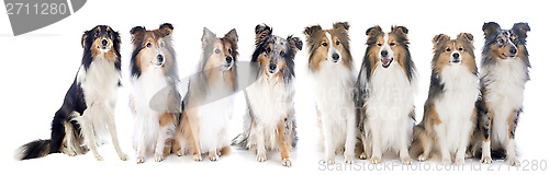 Image of shetland dogs