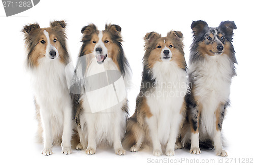 Image of shetland dogs