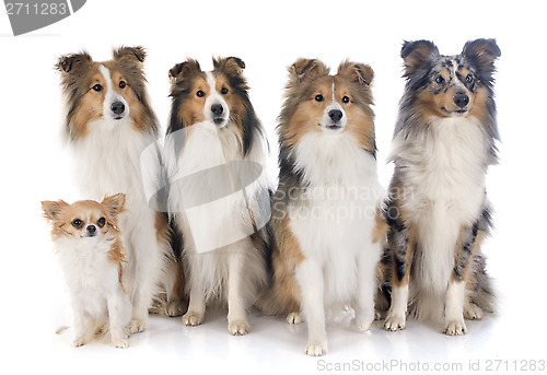 Image of shetland dogs and chihuahua