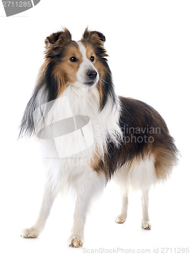 Image of shetland dog