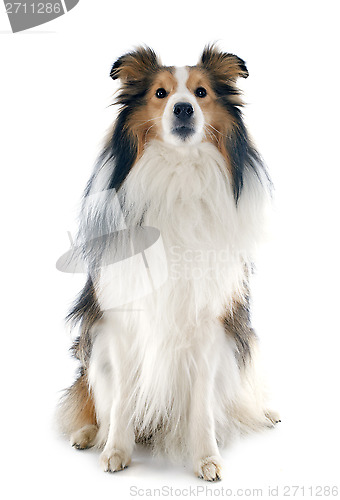 Image of shetland dog