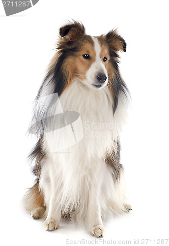 Image of shetland dog