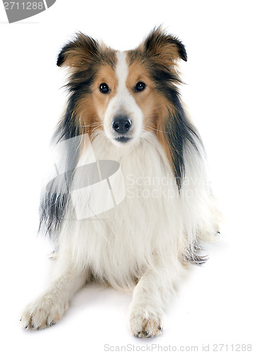 Image of shetland dog