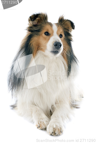 Image of shetland dog