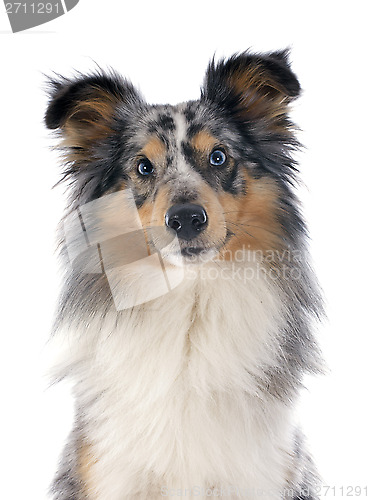 Image of shetland dog