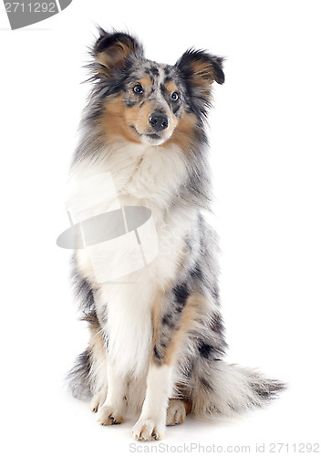 Image of shetland dog