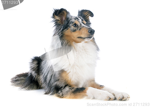 Image of shetland dog