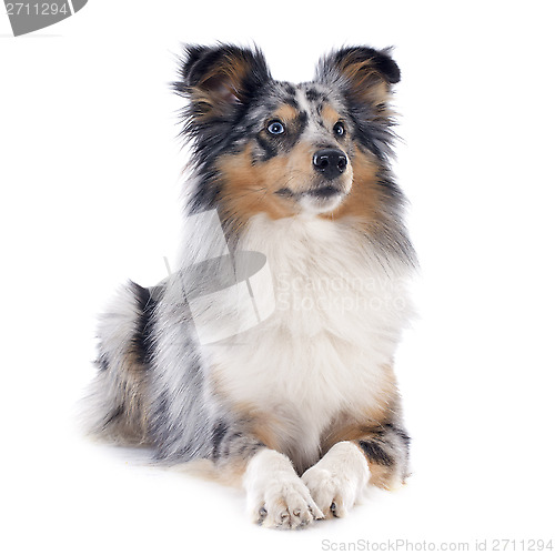 Image of shetland dog