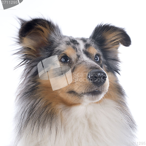 Image of shetland dog