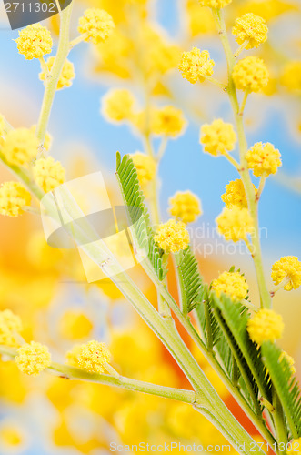 Image of blossoming mimosa, a close up