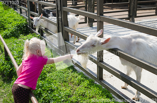 Image of The little girl feeds goats on a farm