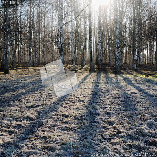 Image of Birch wood in the spring