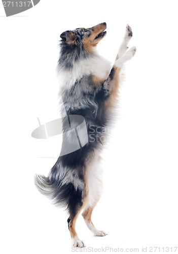 Image of shetland dog