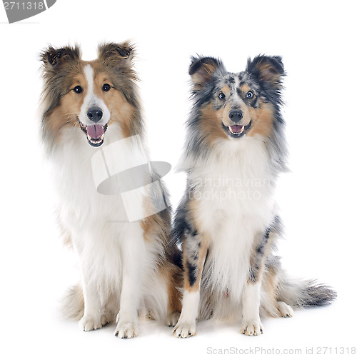 Image of shetland dogs