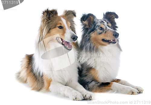 Image of shetland dogs