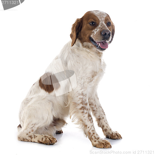 Image of brittany spaniel