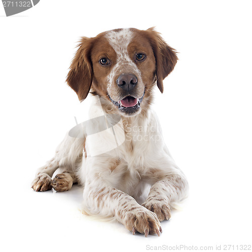 Image of brittany spaniel