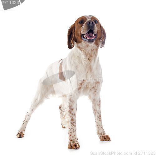 Image of brittany spaniel