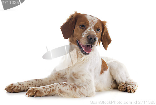 Image of brittany spaniel