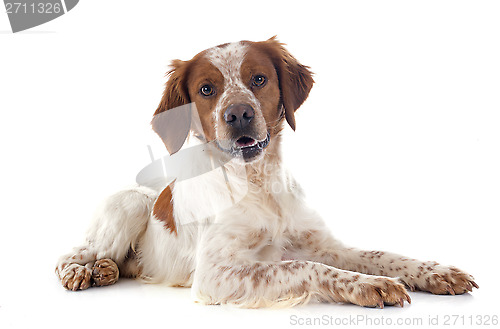 Image of brittany spaniel