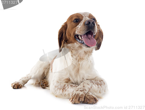 Image of brittany spaniel