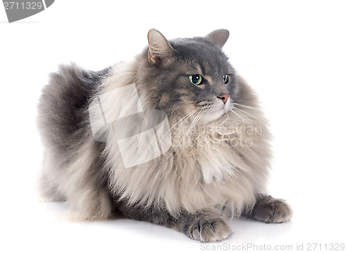 Image of persian cat