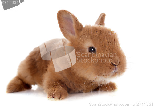 Image of young rabbit