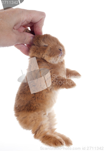 Image of young rabbit