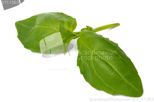 Image of Basil leaves on white