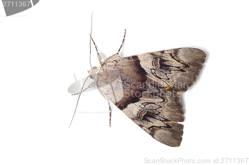 Image of Light Crimson Underwing moth