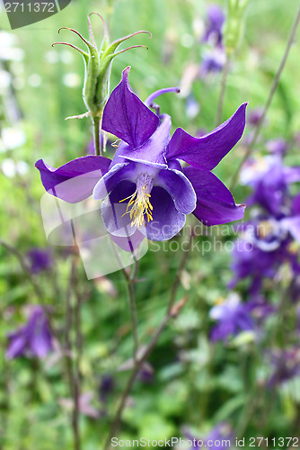 Image of Beautiful flower of Aquilegia