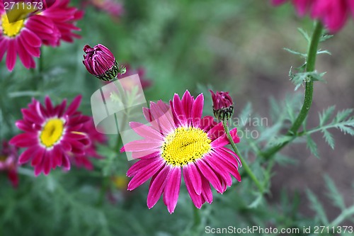 Image of Beautiful pyrethrum flowers