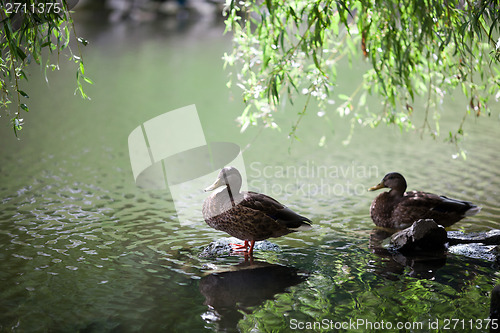 Image of Ducks in park