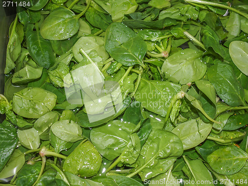 Image of Spinach leaves