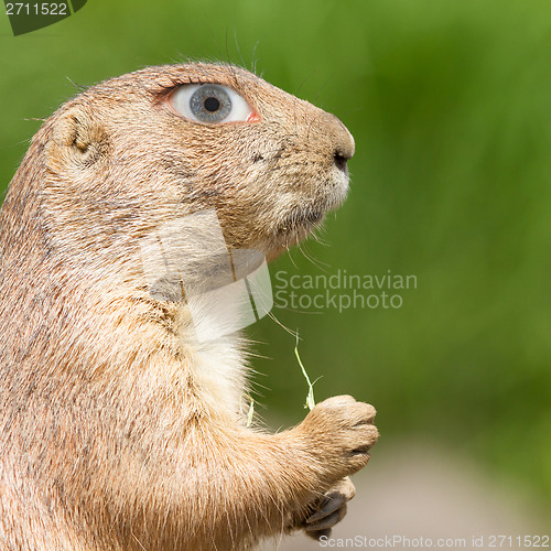 Image of Prairie dog with a human eye