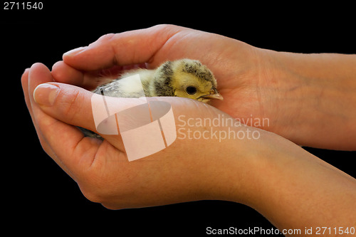 Image of Chick on hand