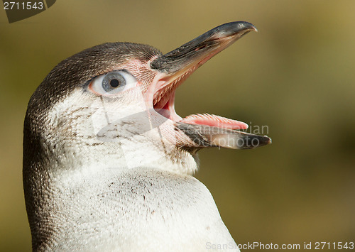 Image of Humboldt penguin with a human eye