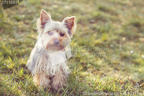 Image of Cute small yorkshire terrier