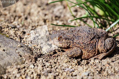 Image of brown toad in the garden