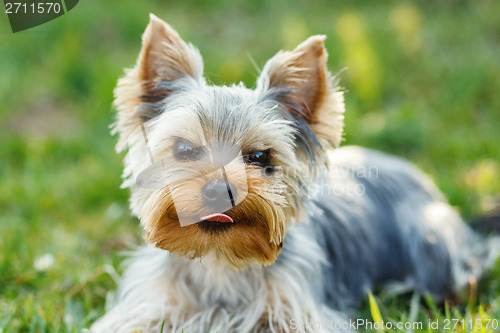 Image of Cute small yorkshire terrier