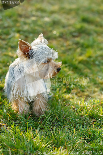 Image of Cute small yorkshire terrier