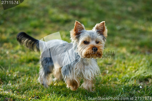 Image of Cute small yorkshire terrier